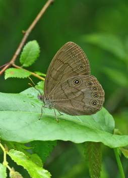 Appalachian Brown